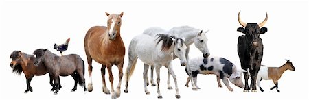 simsearch:400-06391487,k - farm animals in front of white background Stock Photo - Budget Royalty-Free & Subscription, Code: 400-06391484