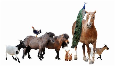 simsearch:400-06391487,k - group of farm animals in front of white background Stock Photo - Budget Royalty-Free & Subscription, Code: 400-06391485