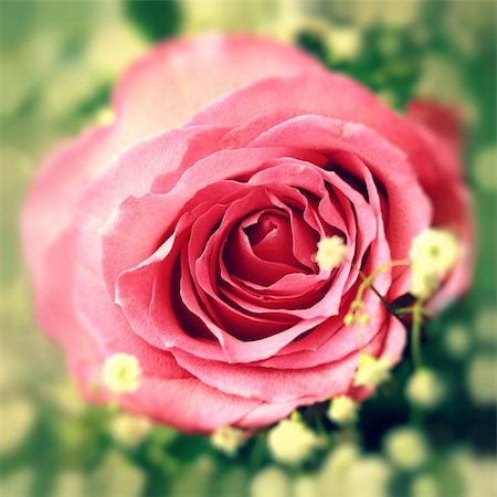 Roses roses dans un bouquet de gros plan Photographie de stock - Aubaine LD & Abonnement, Code: 400-06392965