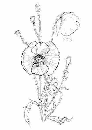 etching - Poppies flower drawing on white background Stock Photo - Budget Royalty-Free & Subscription, Code: 400-06408199