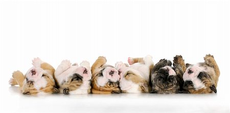 sleeping puppies - litter of sleeping english bulldog puppies on white background - 4 weeks old Stock Photo - Budget Royalty-Free & Subscription, Code: 400-06408556