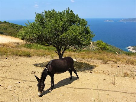 A greek donkey is eating against a lonely tree and the aegean sea at Alonisos of Greece Stock Photo - Budget Royalty-Free & Subscription, Code: 400-06408578
