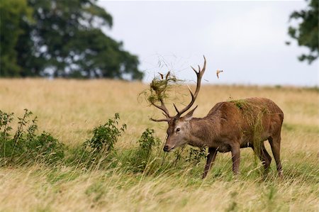 strutting - Red deer ( Cervus elaphus) in the wild Stock Photo - Budget Royalty-Free & Subscription, Code: 400-06415204