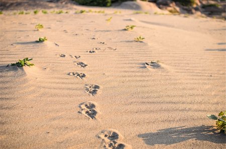 simsearch:400-06392340,k - Dogs track in sand in the nature Stock Photo - Budget Royalty-Free & Subscription, Code: 400-06415712