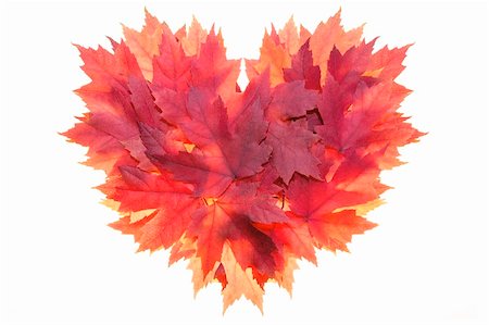 simsearch:400-06418836,k - Fall Season Red Maple Tree Leaves Forming Heart Shape Isolated on White Background Stock Photo - Budget Royalty-Free & Subscription, Code: 400-06418836