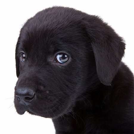 cute little black labrador retriever puppy looking at the camera. closeup picture on its head Foto de stock - Super Valor sin royalties y Suscripción, Código: 400-06419199
