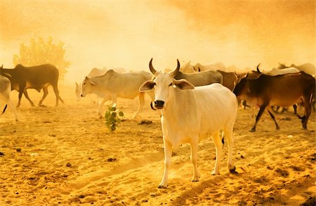 dusty environment - Cows grazing in the desert of Rajasthan, India Stock Photo - Budget Royalty-Free & Subscription, Code: 400-06425507