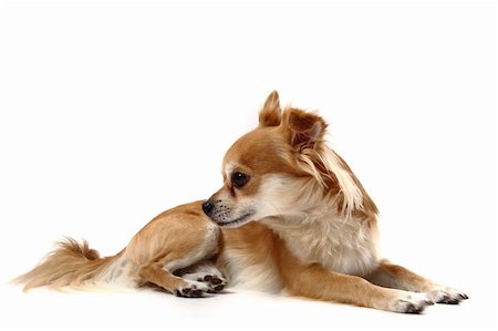 simsearch:400-06107809,k - small chihuahua isolated on the white background Stock Photo - Budget Royalty-Free & Subscription, Code: 400-06426979