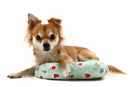 simsearch:400-06107809,k - small chihuahua isolated on the white background Stock Photo - Budget Royalty-Free & Subscription, Code: 400-06426980