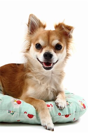 simsearch:400-06107809,k - small chihuahua isolated on the white background Stock Photo - Budget Royalty-Free & Subscription, Code: 400-06426982