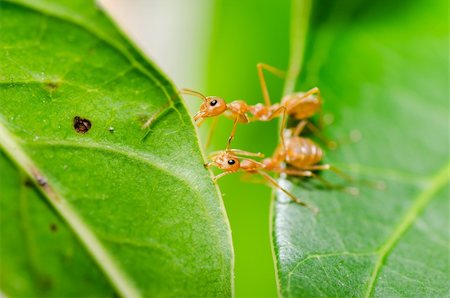 rainforest insects bugs - red ant power in the nature Stock Photo - Budget Royalty-Free & Subscription, Code: 400-06427911