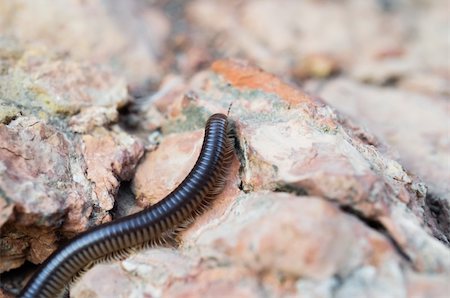 Centipede on the ground Stock Photo - Budget Royalty-Free & Subscription, Code: 400-06420078