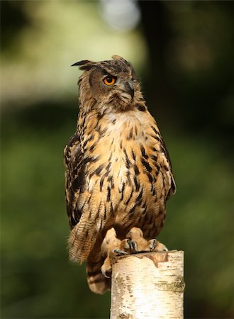 staring eagle - Portrait of an Eagle Owl on a tree stump Stock Photo - Budget Royalty-Free & Subscription, Code: 400-06421172