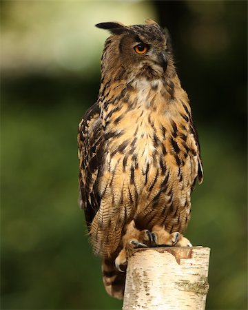staring eagle - Portrait of an Eagle Owl on a tree stump Stock Photo - Budget Royalty-Free & Subscription, Code: 400-06421173