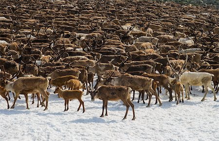 reindeer in snow - Herd of reindeers pasturing on a snow patch in Ural mountains Stock Photo - Budget Royalty-Free & Subscription, Code: 400-06422832