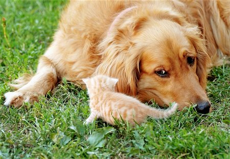 orange golden retriever dog and baby cat outdoor on green grass Stock Photo - Budget Royalty-Free & Subscription, Code: 400-06423477