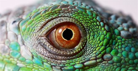 simsearch:400-05698814,k - a macro of a fantastic green iguana eye Photographie de stock - Aubaine LD & Abonnement, Code: 400-06457040