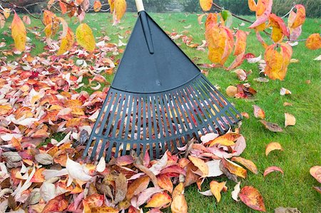 raking leaves autumn - Raking Fall Leaves in Garden in Autumn Season Stock Photo - Budget Royalty-Free & Subscription, Code: 400-06457054