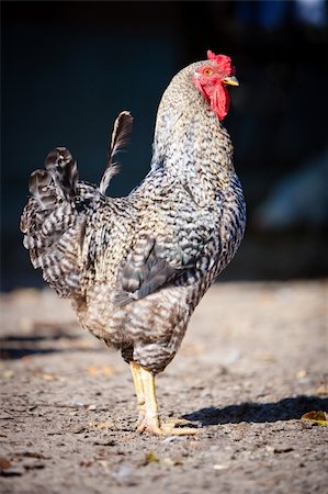 simsearch:400-05709593,k - rooster with colorful painted in the bright sun rays Stock Photo - Budget Royalty-Free & Subscription, Code: 400-06457687