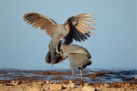 Two helmeted guineafowl (Numida meleagris) fighting, Etosha National Park, Namibia Foto de stock - Super Valor sin royalties y Suscripción, Código: 400-06457779