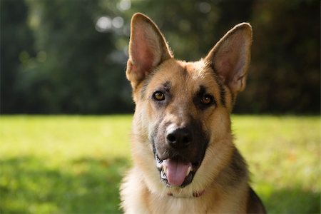 young german shepherd sitting on grass in park and looking with attention at camera. Copy space Stock Photo - Budget Royalty-Free & Subscription, Code: 400-06457901