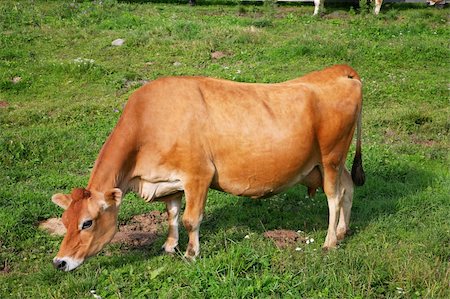 simsearch:400-05151981,k - cow on green field - Dolomites - Italy Foto de stock - Super Valor sin royalties y Suscripción, Código: 400-06458757