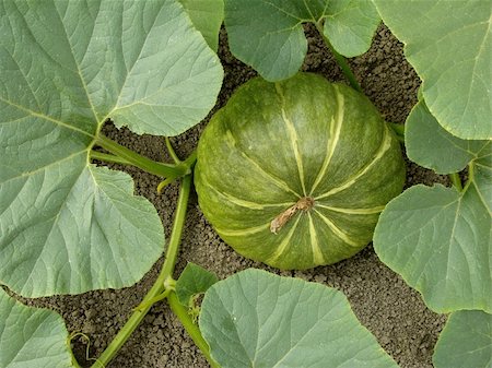 pumpkin fruit and his leafs - green pumpkin growing in the garden Stock Photo - Budget Royalty-Free & Subscription, Code: 400-06459214