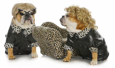 dive - diva dogs - two female english bulldogs wearing blonde wigs dressed up in black leather coats Photographie de stock - Aubaine LD & Abonnement, Code: 400-06465155