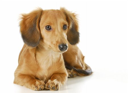 simsearch:400-05241006,k - long haired dachshund puppy laying down isolated on white background Stock Photo - Budget Royalty-Free & Subscription, Code: 400-06465168