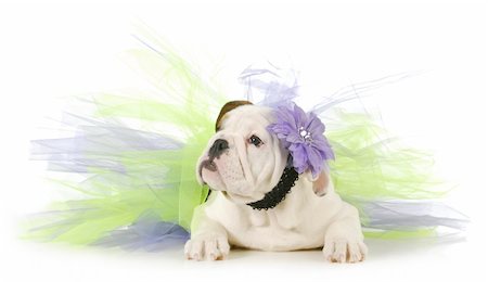 fat ballerina - cute puppy - english bulldog puppy laying down wearing purple and green tutu on white background Stock Photo - Budget Royalty-Free & Subscription, Code: 400-06465187