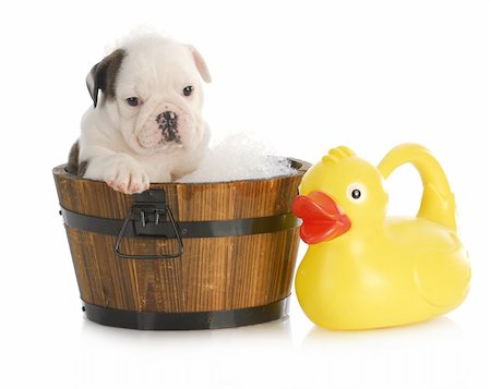 simsearch:400-04181579,k - puppy bath time - english bulldog puppy in wooden wash basin with soap suds and rubber duck Stock Photo - Budget Royalty-Free & Subscription, Code: 400-06461117