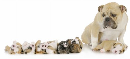 mother and her puppies - english bulldog mother with her puppies Stock Photo - Budget Royalty-Free & Subscription, Code: 400-06461142