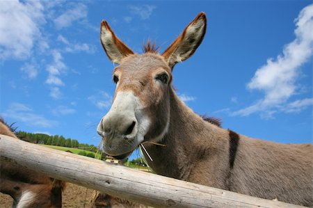 simsearch:400-05294140,k - Donkey in a Field in sunny day, animals series Stock Photo - Budget Royalty-Free & Subscription, Code: 400-06461257