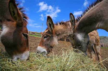 simsearch:400-05294140,k - Three Donkey in a Field in sunny day, animals series Stock Photo - Budget Royalty-Free & Subscription, Code: 400-06461258
