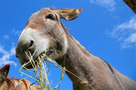 simsearch:400-05294140,k - Donkey in the sky animals series Stock Photo - Budget Royalty-Free & Subscription, Code: 400-06461259