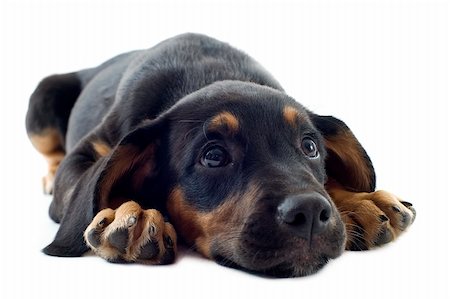 pinscher - portrait of a puppy black doberman in font of white background Photographie de stock - Aubaine LD & Abonnement, Code: 400-06461309