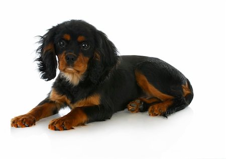 simsearch:400-06107809,k - cute puppy - cavalier king charles spaniel puppy laying down - black and tan 4 months old Stock Photo - Budget Royalty-Free & Subscription, Code: 400-06461639