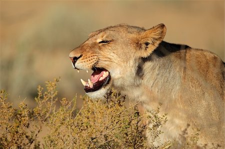 simsearch:400-04109301,k - Aggressive lioness (Panthera leo) showing her teeth, Kalahari desert, South Africa Stock Photo - Budget Royalty-Free & Subscription, Code: 400-06461970