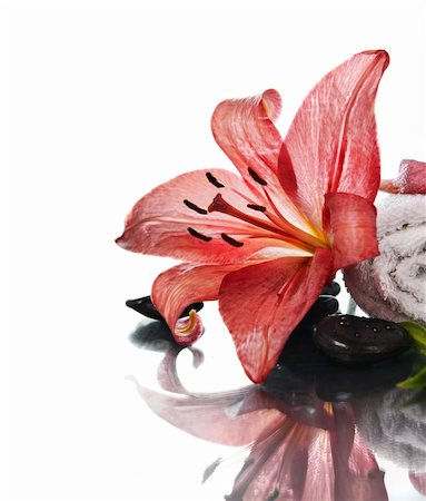 spa water background pictures - Spa concept with lily flower and zen stones over white Stock Photo - Budget Royalty-Free & Subscription, Code: 400-06463523