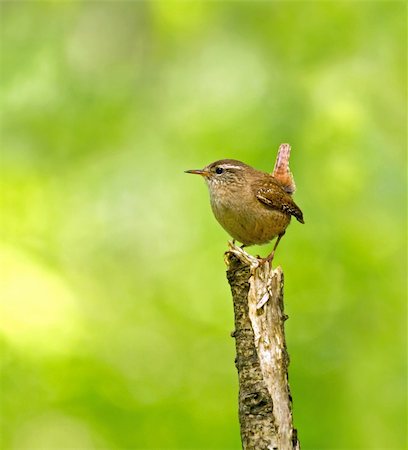 Adult male Winter Wren on Branch of fallen tree in woodland Stock Photo - Budget Royalty-Free & Subscription, Code: 400-06477530