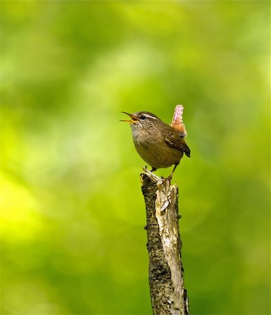 Adult male Winter Wren singing in English woodland Stock Photo - Budget Royalty-Free & Subscription, Code: 400-06477531