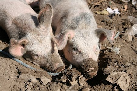 ecuador otavalo market - Young pigs wallow in a pit of mud while waiting to be sold at the outdoor live animal market in Otavalo, Ecuador Stock Photo - Budget Royalty-Free & Subscription, Code: 400-06478794