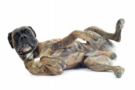 purebred boxer lying down on the back in front of a white background Photographie de stock - Aubaine LD & Abonnement, Code: 400-06478916