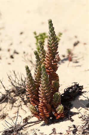 sedum - Pale Stonecrop - Sedum sediforme - in the dunes of Gale beach, Comporta, south of Portugal Stock Photo - Budget Royalty-Free & Subscription, Code: 400-06479469