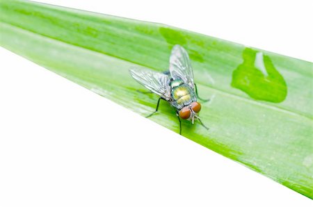 simsearch:400-04914872,k - fly on leaf in green nature isolated Stock Photo - Budget Royalty-Free & Subscription, Code: 400-06484971