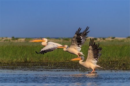 white pelicans (pelecanus onocrotalus) in flight in Danube Delta, Romania Stock Photo - Budget Royalty-Free & Subscription, Code: 400-06483148