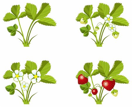 simsearch:400-05370991,k - Four phases of strawberry sprout growth, vector illustration Stock Photo - Budget Royalty-Free & Subscription, Code: 400-06514385