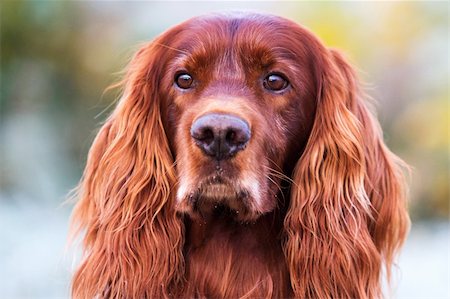 setters - Red irish setter dog head Stock Photo - Budget Royalty-Free & Subscription, Code: 400-06517720