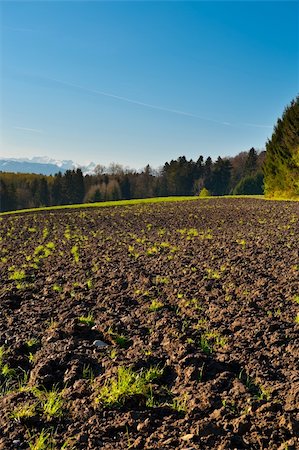 simsearch:400-05711931,k - Plowed Fields and Forest in Switzerland Stock Photo - Budget Royalty-Free & Subscription, Code: 400-06518511