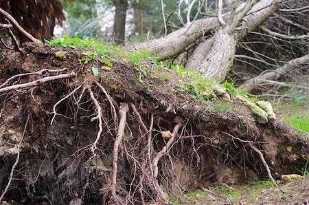 Roots of an uprooted tree after a storm Stock Photo - Budget Royalty-Free & Subscription, Code: 400-06524006